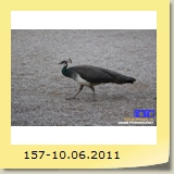 157-10.06.2011